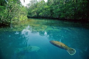 fls-1006-manatee-at-homosassa